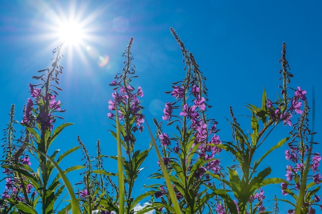 Jak lubiana przez ogrodników lobelia radzi sobie w słonecznym miejscu?