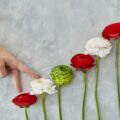 Czy eustoma może być trująca dla naszych zwierząt domowych?