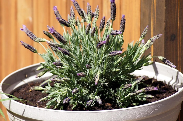 Czy lawenda w doniczce będzie dobrze rosła?