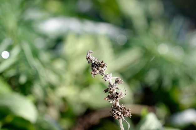 Czy stosowanie brosu na mrówki może zaszkodzić roślinom w ogrodzie?