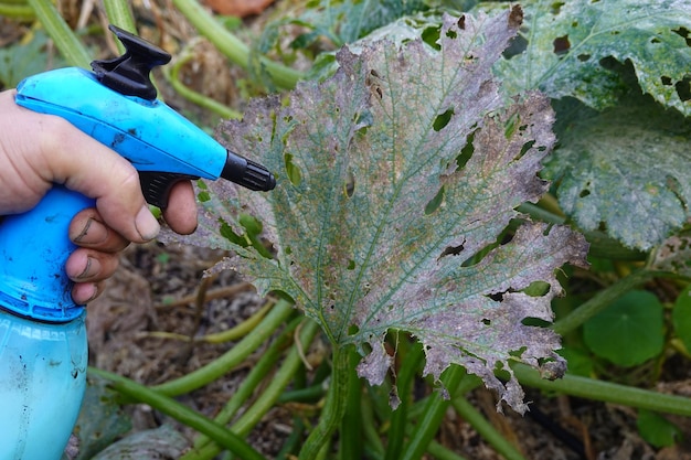 Czym skutecznie pryskać warzywa zaatakowane przez mszyce?