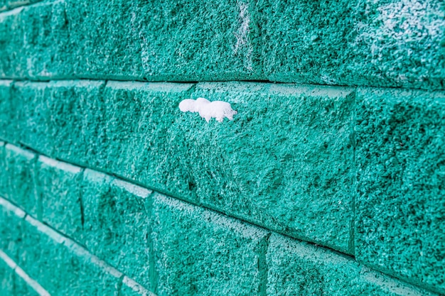 Dlaczego elewacja zielenieje i jak temu zapobiec?