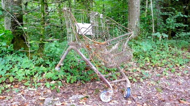 Gdzie znaleźć las w słoiku? Odkryj urokliwe miniaturowe ekosystemy