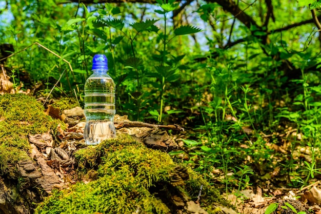 Jak dbać o las w butelce - tajniki pielęgnacji miniaturowego ekosystemu