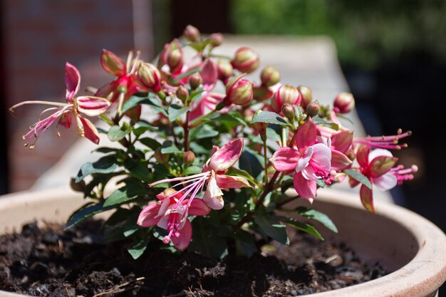Jak gęsto sadzić pelargonie kaskadowe dla efektownego zwisu?