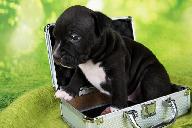 Jak oduczyć psa sikania gdzie popadnie?