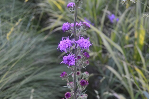 Jak rośliny aromatyczne takie jak lawenda czy heliotrop wpływają na nasze samopoczucie?