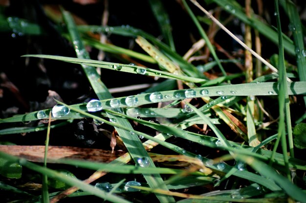 Jak skutecznie pozbyć się mchu i chwastów z ogrodu?