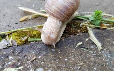 Jak skutecznie usunąć grzyb z fugi w łazience?