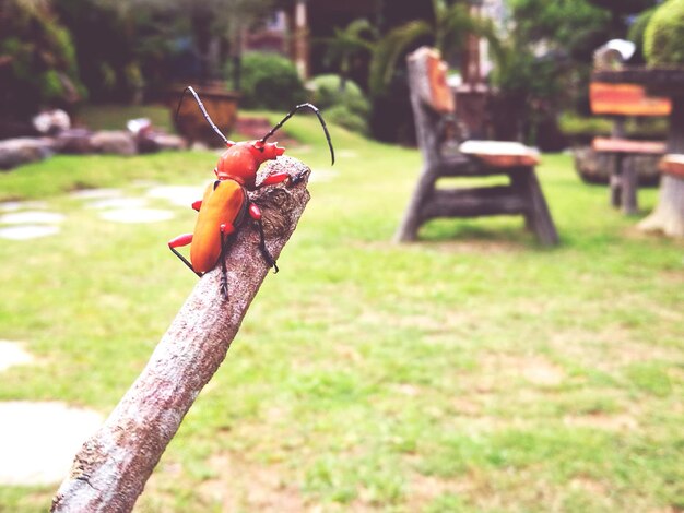 Jak skutecznie zwalczyć mrówki na działce bez chemii?