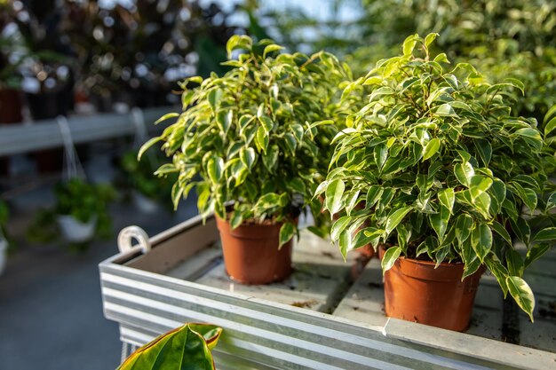 Jak wybrać drzewo do donicy na balkon?