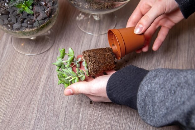 Jak wysiewać kwiaty z nasion i cieszyć się bujnym ogrodem?