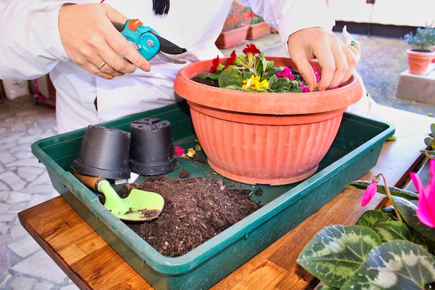 Jakie rośliny sprawdzą się w donicach ogrodowych?