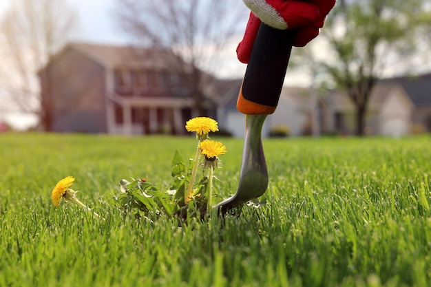 Kiedy najlepiej wertykulować trawnik wiosną?