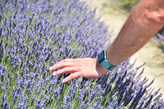 Przygotowanie idealnego podłoża dla lawendy - na czym polega?