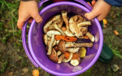W czym wyrzucać bioodpady, aby nie popełnić błędu?