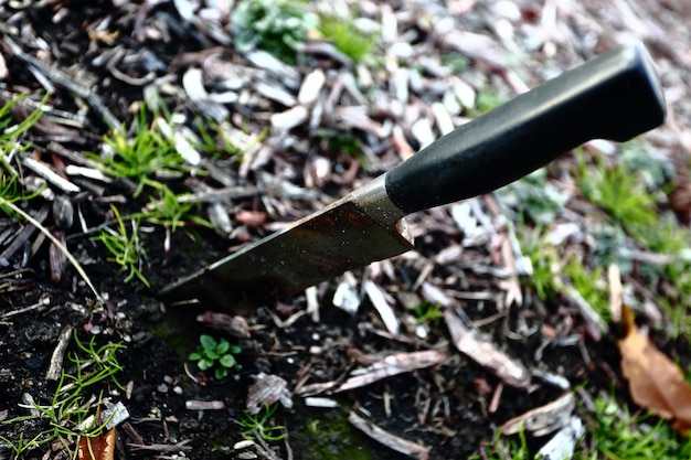 Czym posypać trawnik, aby był zdrowy i gęsty?