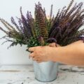 Gdzie znaleźć lawendę w doniczce na lokalnym rynku?