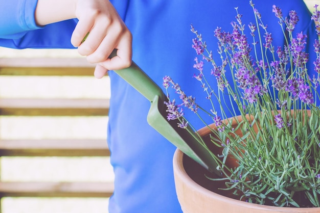 Jak posadzić lawendę w ogrodzie i cieszyć się jej pięknem?