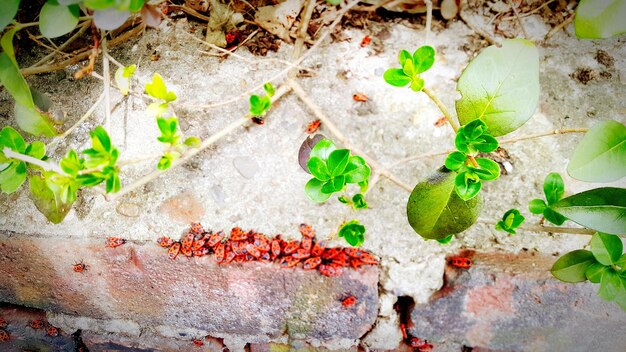 Jak skutecznie poradzić sobie z czerwonymi mrówkami w ogrodzie?