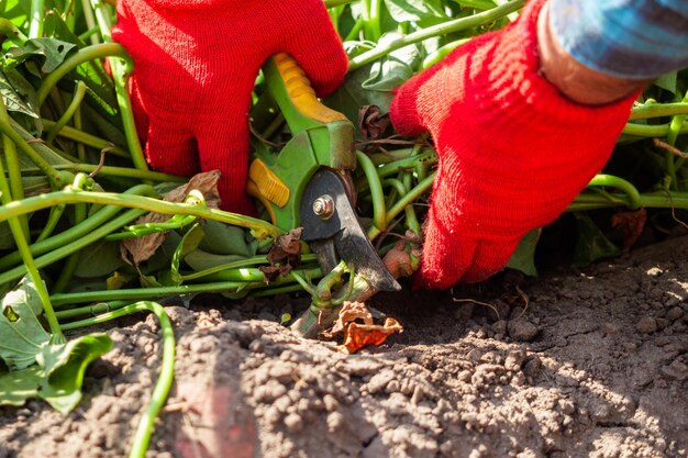 Jak skutecznie pozbyć się mrówek z ogródka warzywnego?