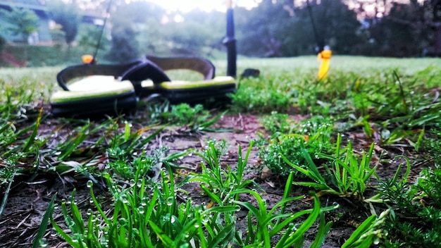 Jak skutecznie zlikwidować chwasty na trawniku bez uszkodzenia trawy?