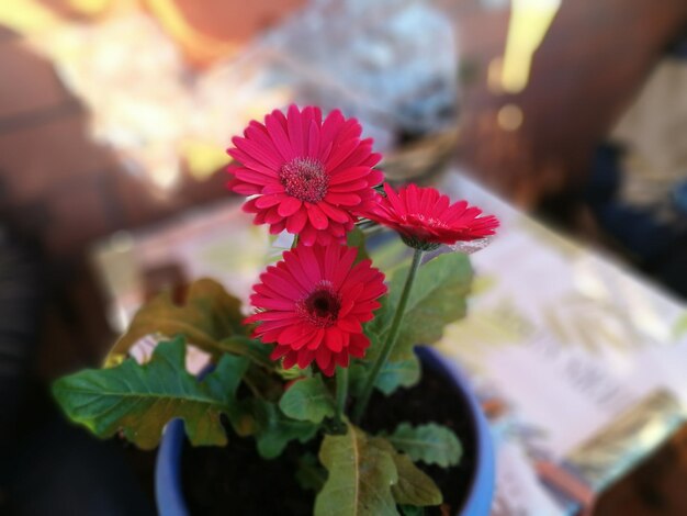 Jak sprawić, by surfinie pięknie kwitły w naszym ogrodzie?