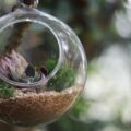 Jak stworzyć miniaturowy las w szklanej kuli?