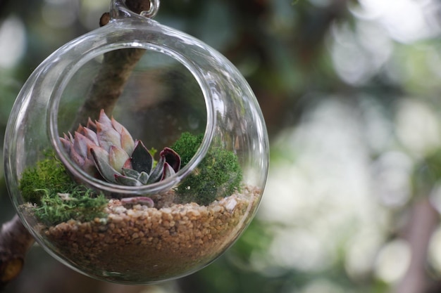 Jak stworzyć miniaturowy las w szklanej kuli?