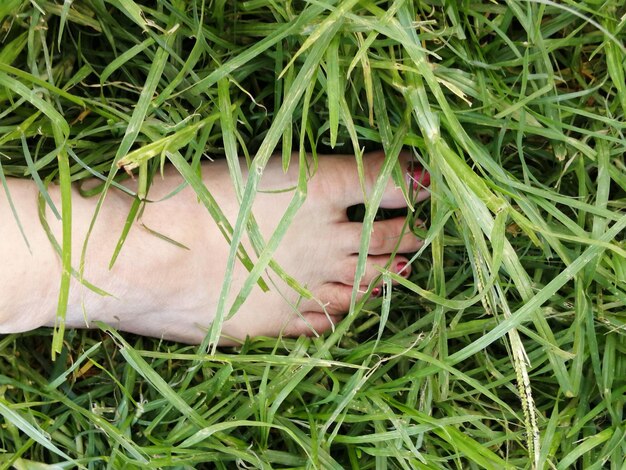 Jak zadbać o gęstą trawę na swoim trawniku?