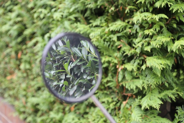 Jakie krzewy najskuteczniej odstraszają komary w ogrodzie?