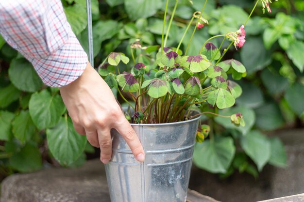 Jakie rośliny dobrze komponują się z komarzymi w ogrodzie?