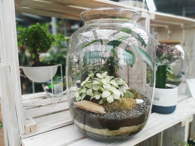 Magiczny świat w szkle - jak stworzyć własny mini ogród?