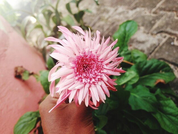 Czy stokrotka afrykańska to kwiat wieloletni?