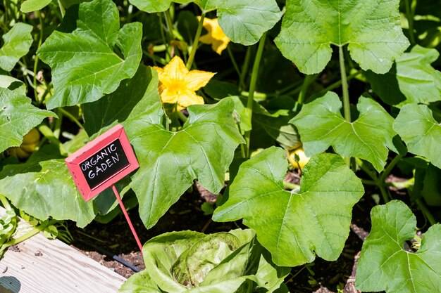 Domowe sposoby na zwalczanie mszyc na ogórkach