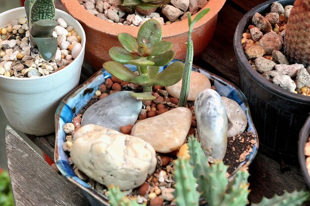 Jak dobrać odpowiednie kamienie do doniczki?