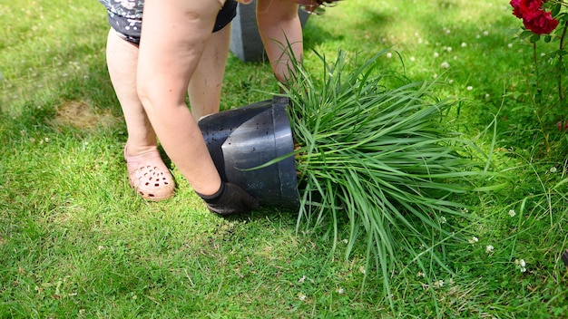 Jak efektownie oddzielić tuje od trawnika?