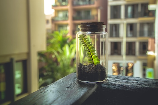 Jak hodować las w słoiku i stworzyć miniaturowy ekosystem?