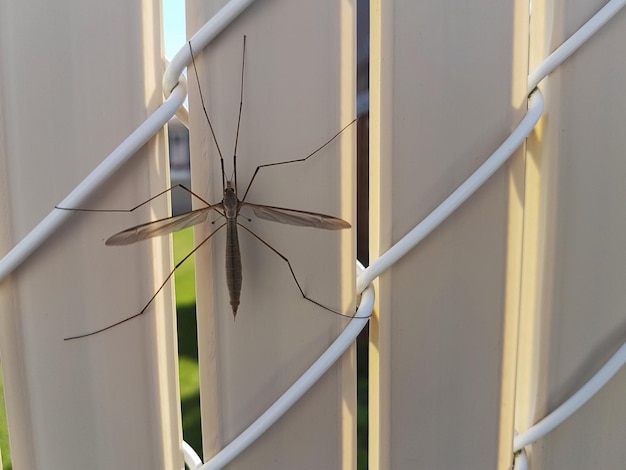 Jak skutecznie ochronić taras przed komarami?