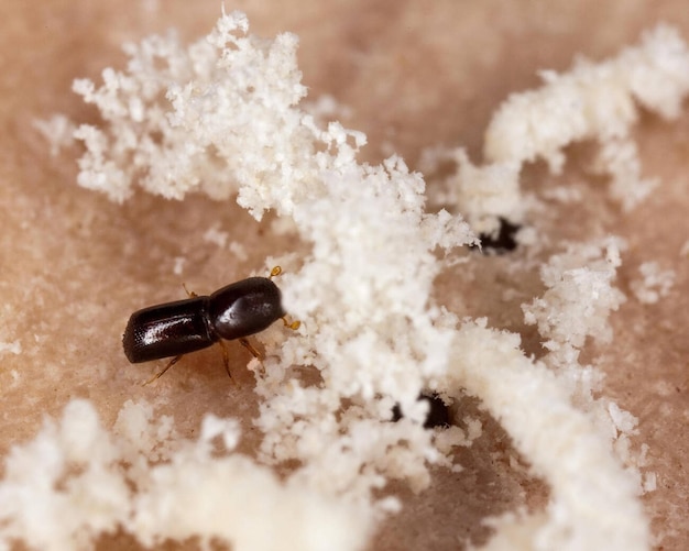 Jak skutecznie oczyścić koper z mszycy bez chemii?