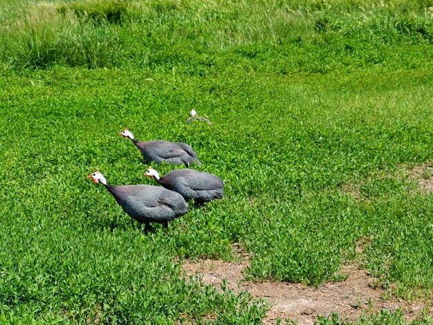 Jak skutecznie oddzielić korę od trawy w ogrodzie?