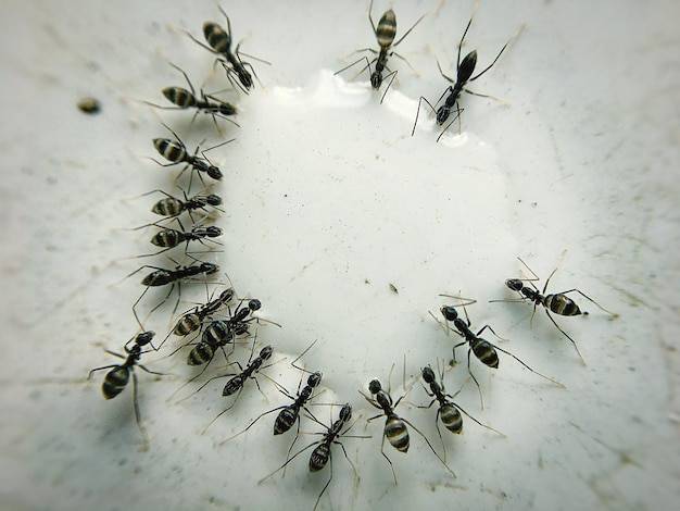 Jak skutecznie pozbyć się mrówek z domu i ogrodu?