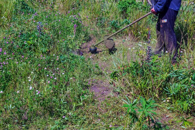 Jak skutecznie zlikwidować chwasty w trawniku?