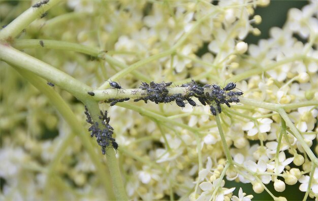 Jak skutecznie zwalczyć mszyce na koperku?