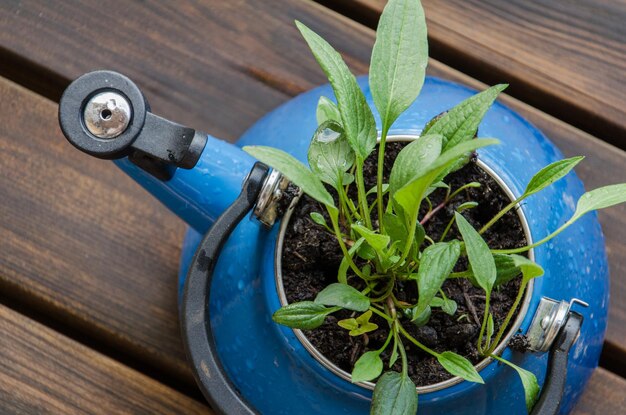 Jak zrobić prosty system nawadniania doniczek w domu?
