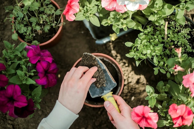 Jaka ziemia najlepiej sprawdzi się przy sadzeniu surfinii?