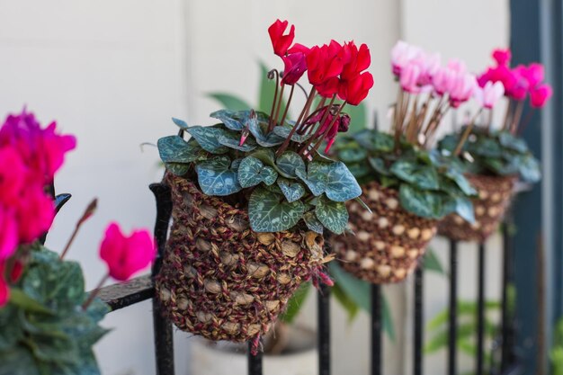 Jakie kwiaty sprawdzą się na balkonie północno-wschodnim?