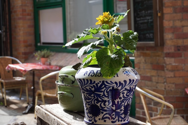 Jakie rośliny najlepiej wsadzić w duże donice ogrodowe?