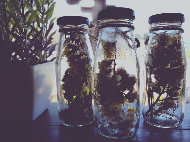 Jakie rośliny sprawdzą się w otwartym słoiku?