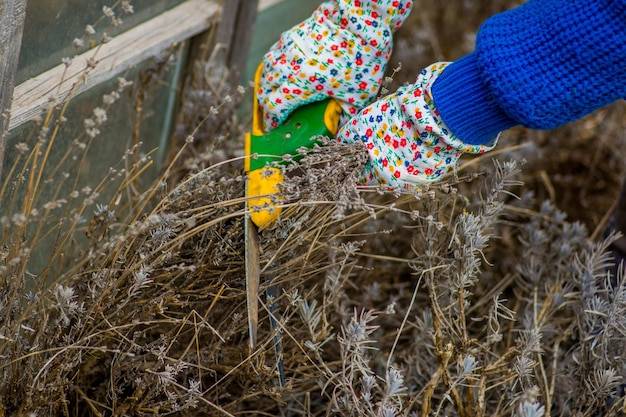 Kiedy najlepiej dosiewać trawę po zimie?